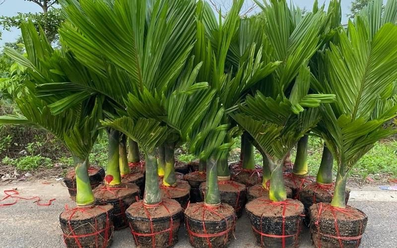 3 cây cảnh trồng càng lâu càng tích phúc lộc, nâng vận khí cho cả nhà
