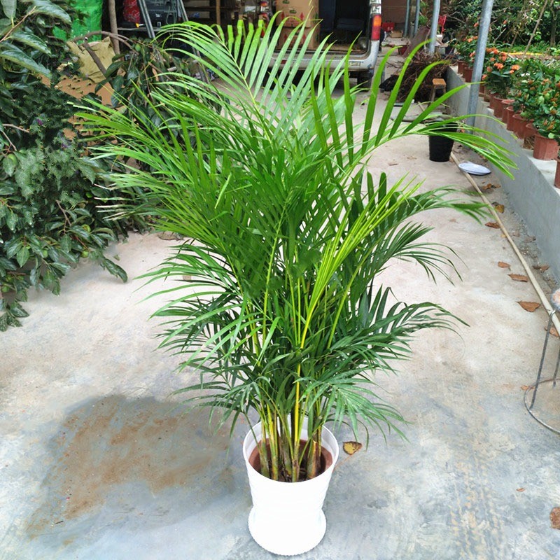 3 cây cảnh trồng càng lâu càng tích phúc lộc, nâng vận khí cho cả nhà
