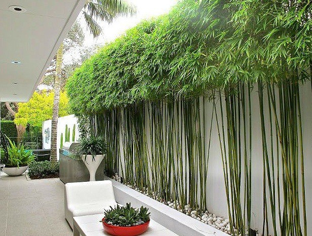 3 cây cảnh trồng càng lâu càng tích phúc lộc, nâng vận khí cho cả nhà