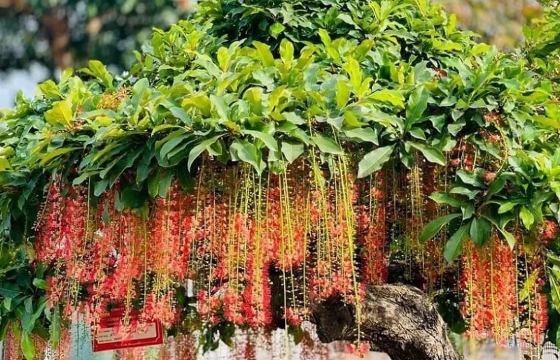 3 cây cảnh trồng càng lâu càng tích phúc lộc, nâng vận khí cho cả nhà