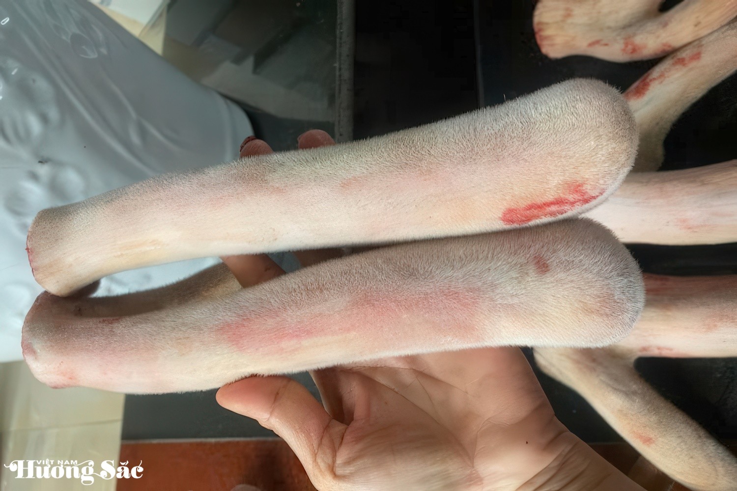 Bỏ việc ở Nhật, 9X về quê nuôi hươu sao lấy “thần dược”, thu hơn nửa tỷ mỗi năm
