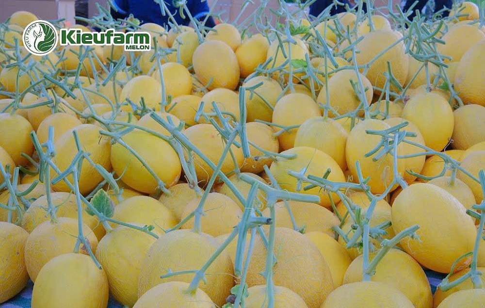 Hệ sinh thái Kieufarm​​​​​​​ – Nâng tầm giá trị nông sản Việt Nam