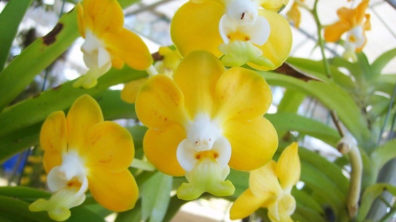 Lan vanda – Vẻ đẹp quý phái làm bừng sáng mọi không gian