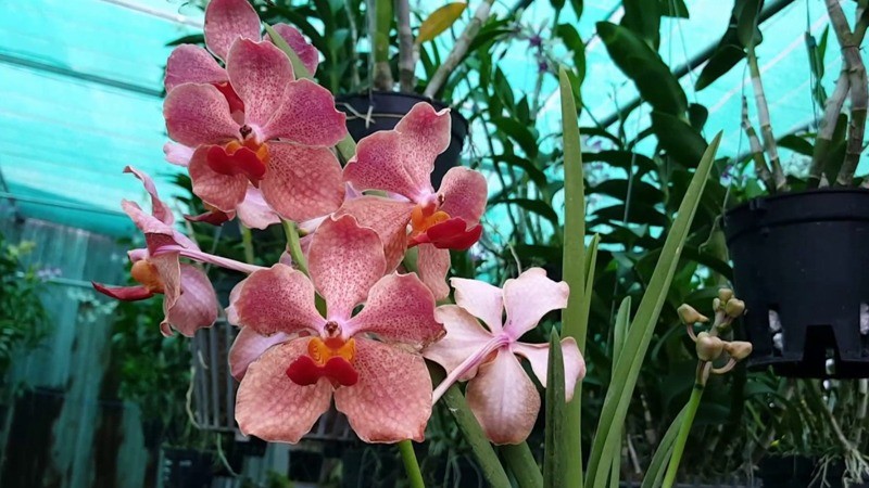 Lan vanda – Vẻ đẹp quý phái làm bừng sáng mọi không gian