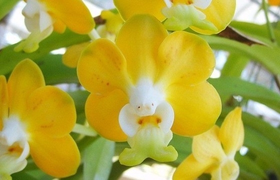 Lan vanda – Vẻ đẹp quý phái làm bừng sáng mọi không gian