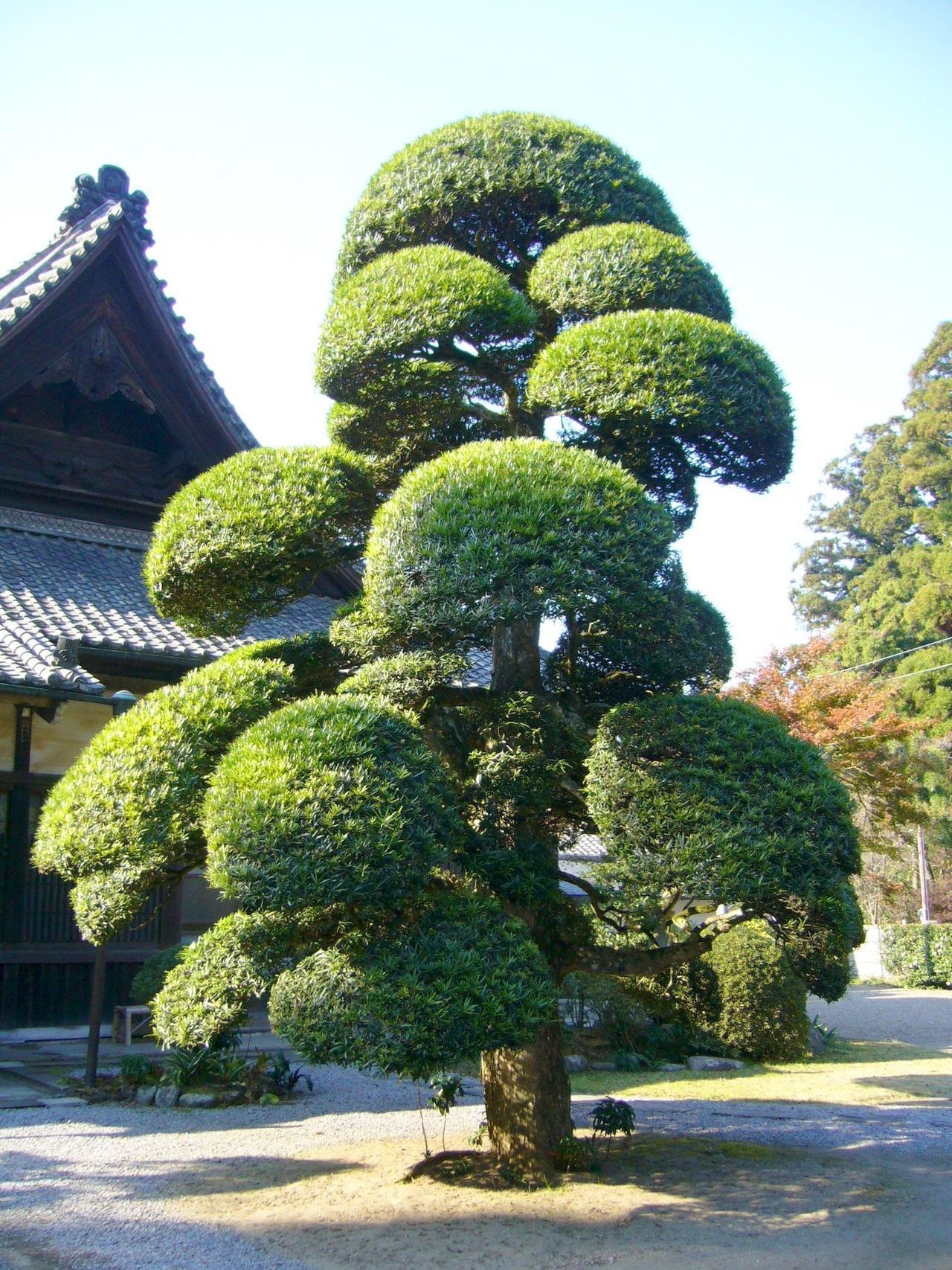 5 dáng thế tùng la hán đẹp – đỉnh cao của nghệ thuật bonsai cổ