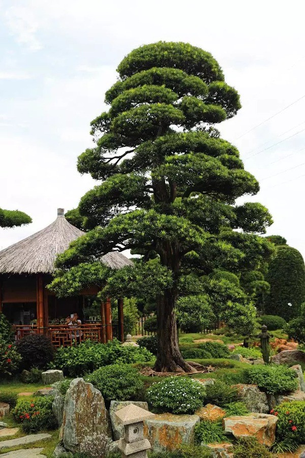5 dáng thế tùng la hán đẹp – đỉnh cao của nghệ thuật bonsai cổ