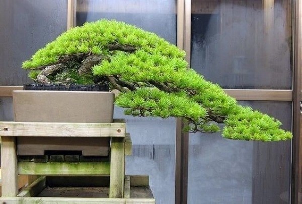 5 dáng thế tùng la hán đẹp – đỉnh cao của nghệ thuật bonsai cổ