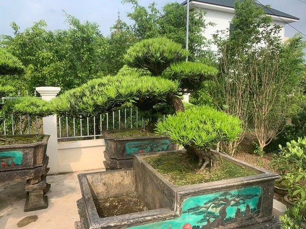 5 dáng thế tùng la hán đẹp – đỉnh cao của nghệ thuật bonsai cổ