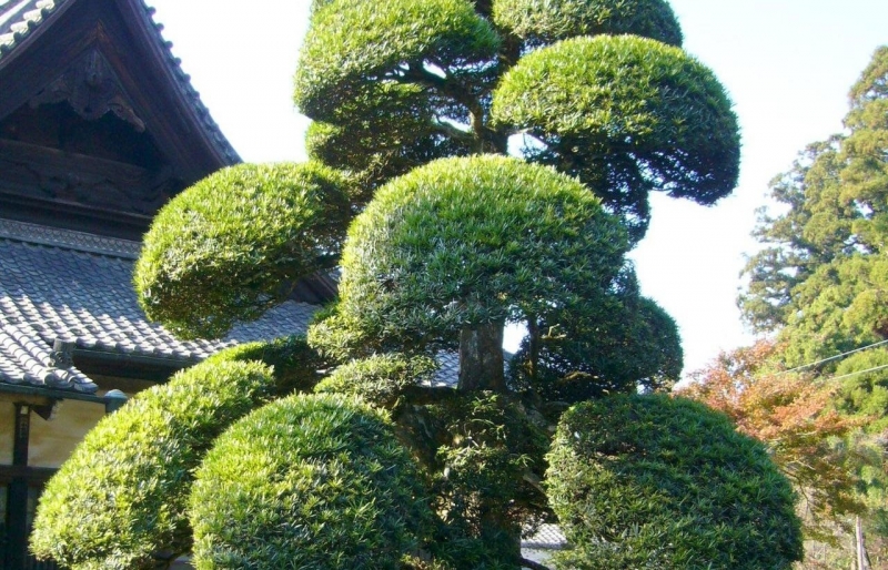 5 dáng thế tùng la hán đẹp – đỉnh cao của nghệ thuật bonsai cổ