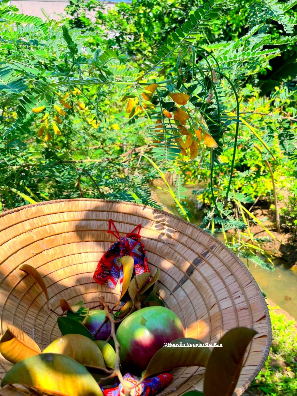 Mùa hè miền Tây trong ký ức: Trái chôm chôm đỏ và một khu vườn trĩu nỗi nhớ thương Mùa hè miền Tây trong ký ức: Trái chôm chôm đỏ và một khu vườn trĩu nỗi nhớ thương