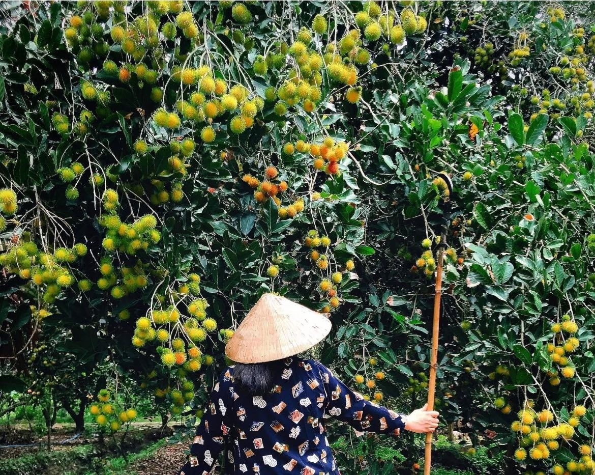 Mùa hè miền Tây trong ký ức: Trái chôm chôm đỏ và một khu vườn trĩu nỗi nhớ thương Mùa hè miền Tây trong ký ức: Trái chôm chôm đỏ và một khu vườn trĩu nỗi nhớ thương