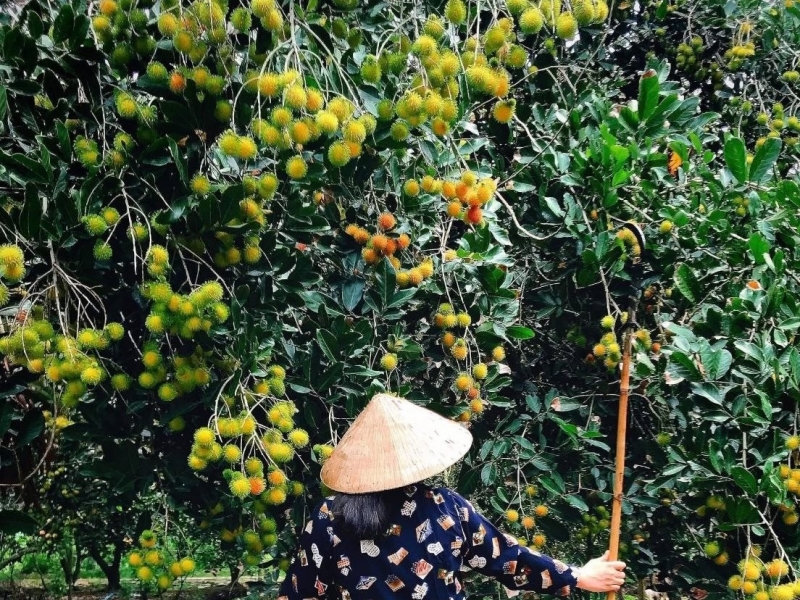 Mùa hè miền Tây trong ký ức: Trái chôm chôm đỏ và một khu vườn trĩu nỗi nhớ thương
