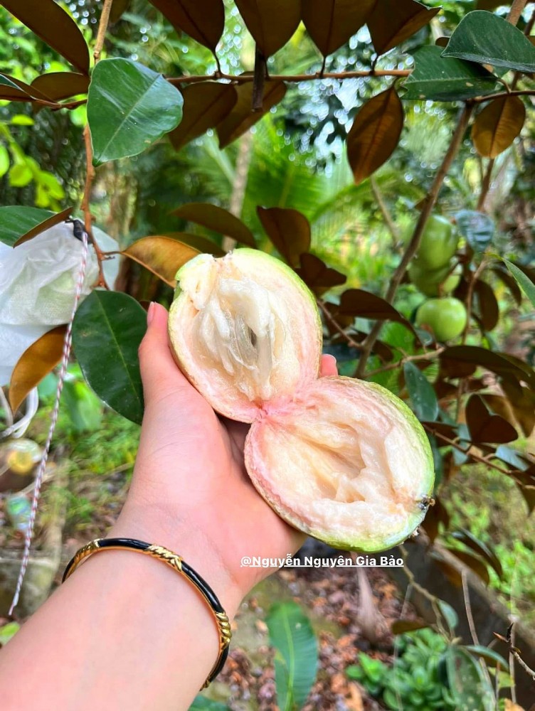 Mùa hè miền Tây trong ký ức: Trái chôm chôm đỏ và một khu vườn trĩu nỗi nhớ thương Mùa hè miền Tây trong ký ức: Trái chôm chôm đỏ và một khu vườn trĩu nỗi nhớ thương