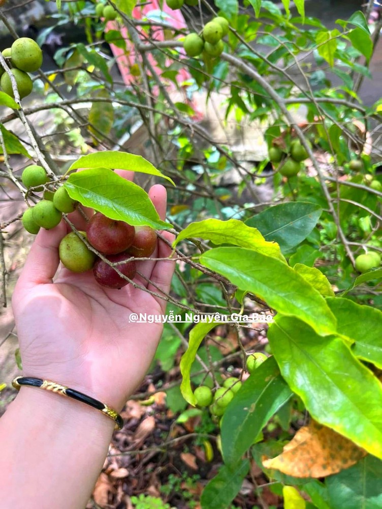 Mùa hè miền Tây trong ký ức: Trái chôm chôm đỏ và một khu vườn trĩu nỗi nhớ thương Mùa hè miền Tây trong ký ức: Trái chôm chôm đỏ và một khu vườn trĩu nỗi nhớ thương