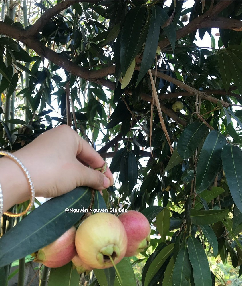 Mùa hè miền Tây trong ký ức: Trái chôm chôm đỏ và một khu vườn trĩu nỗi nhớ thương Mùa hè miền Tây trong ký ức: Trái chôm chôm đỏ và một khu vườn trĩu nỗi nhớ thương