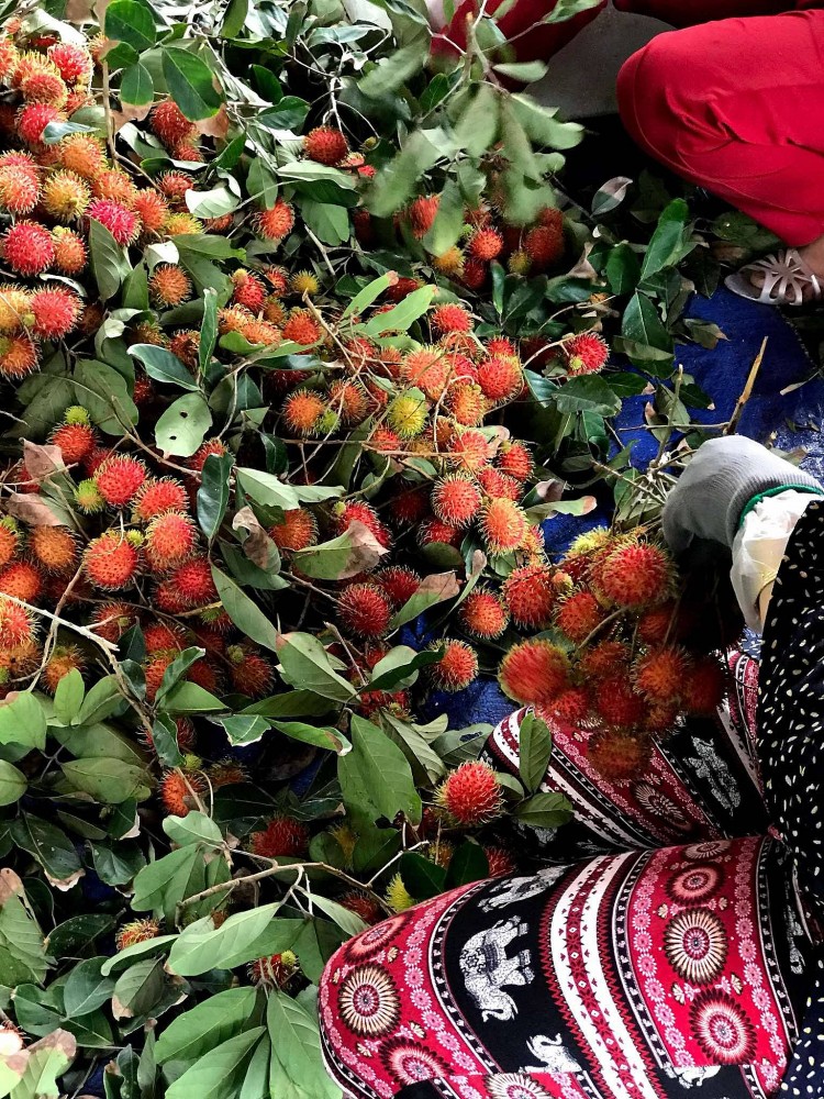 Mùa hè miền Tây trong ký ức: Trái chôm chôm đỏ và một khu vườn trĩu nỗi nhớ thương Mùa hè miền Tây trong ký ức: Trái chôm chôm đỏ và một khu vườn trĩu nỗi nhớ thương