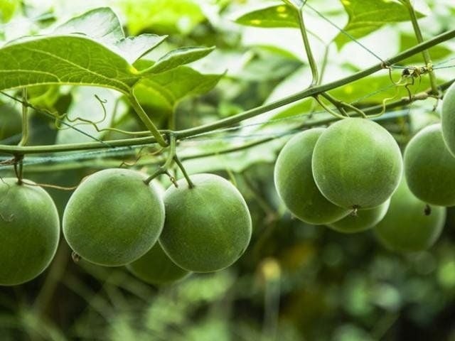 Quả la hán - Quả dại làm hàng rào ngày xưa, nay được săn lùng với giá cao, giúp thanh nhiệt, nhuận tràng