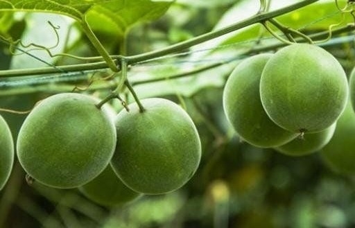 Quả la hán - Quả dại làm hàng rào ngày xưa, nay được săn lùng với giá cao, giúp thanh nhiệt, nhuận tràng