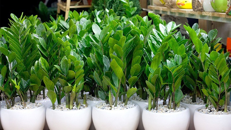 Phúc vượng lộc hội tụ: 5 cây cảnh phong thủy nên trồng trong nhà