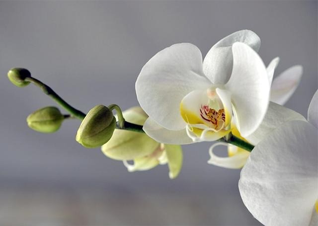 Lan hồ điệp – Kiêu sa như một bản tình ca giữa thiên nhiên làm say đắm lòng người