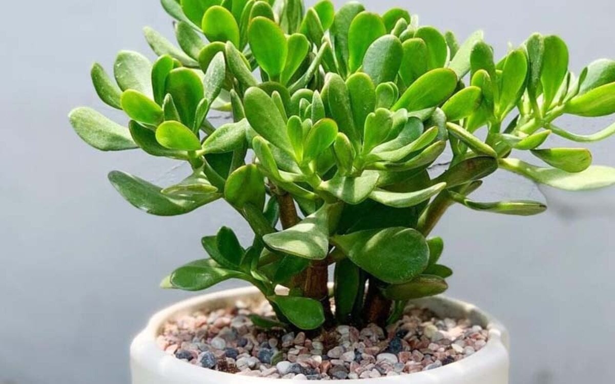 Phúc vượng lộc hội tụ: 5 cây cảnh phong thủy nên trồng trong nhà