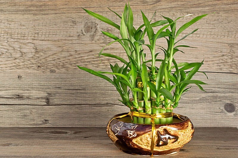 Phúc vượng lộc hội tụ: 5 cây cảnh phong thủy nên trồng trong nhà