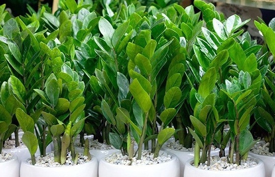 Phúc vượng lộc hội tụ: 5 cây cảnh phong thủy nên trồng trong nhà