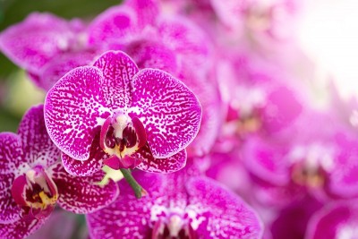 Lan hồ điệp – Kiêu sa như một bản tình ca giữa thiên nhiên làm say đắm lòng người