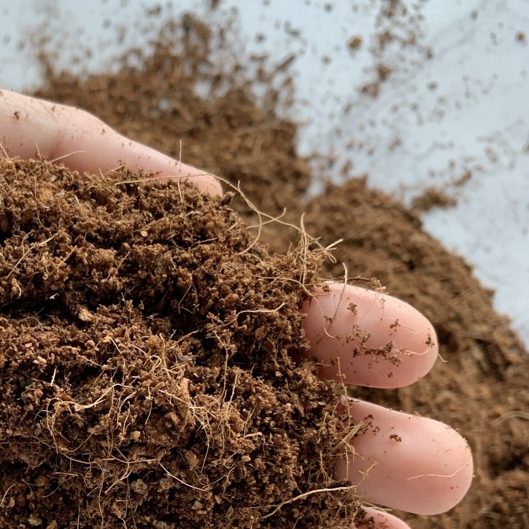 Kỹ Thuật Trồng và Chăm Sóc Mai Chiếu Thủy Toàn Diện