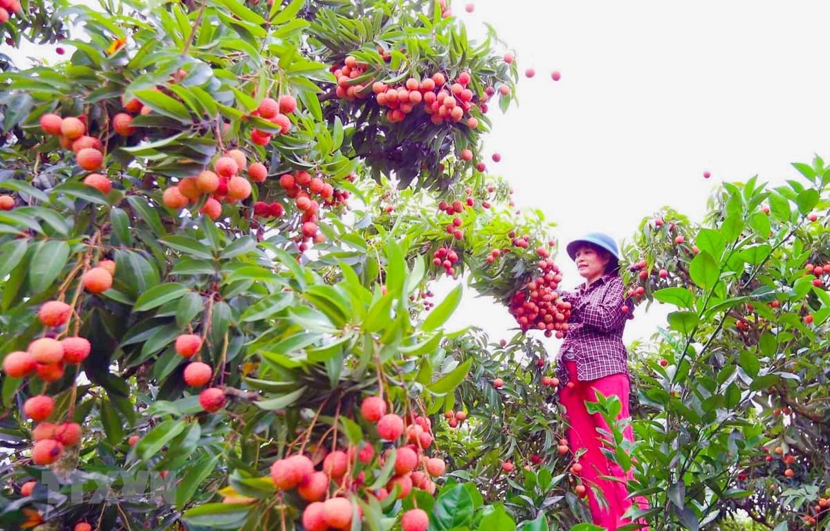 Hải Dương - Hải Phòng “về chung một nhà”: Khách đến vừa được ăn vải thiều, bánh đậu xanh, vừa thưởng thức chả rươi, nem cua bể