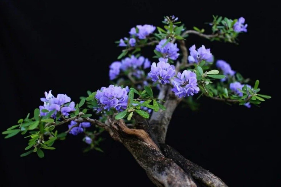 Linh sam bonsai – Vẻ đẹp hoang dại hóa kiệt tác nghệ thuật