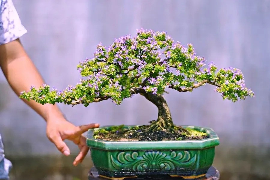 Linh sam bonsai – Vẻ đẹp hoang dại hóa kiệt tác nghệ thuật