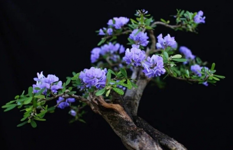 Linh sam bonsai – Vẻ đẹp hoang dại hóa kiệt tác nghệ thuật