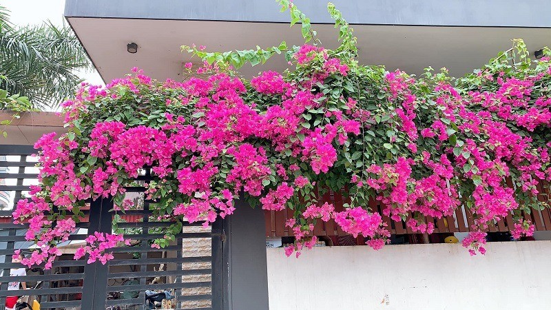 Biến ban công thành khu vườn mơ ước với những 5 loại cây leo chịu nắng, dễ trồng