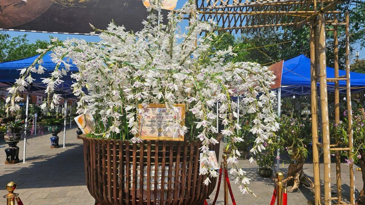 Hoa lan: Từ thú chơi tao nhã đến ngành kinh tế văn hóa đầy tiềm năng