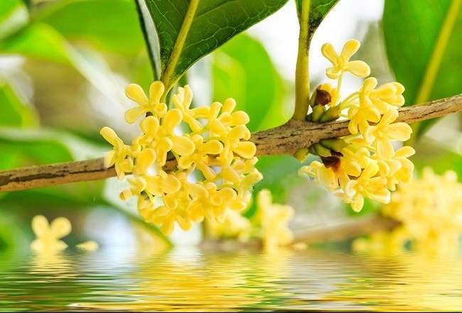 Hương mùa hè trong vườn nhỏ: 5 loài hoa ướp thơm không gian sống