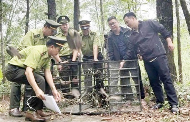Nuôi nhốt chim hoang dã: Những thủ tục bắt buộc phải hoàn thiện