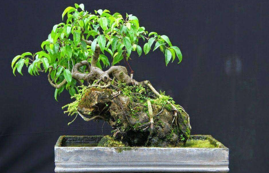 Đặt cây đúng chỗ, vận khí hanh thông: Gợi ý vị trí trồng cây sanh chuẩn phong thủy