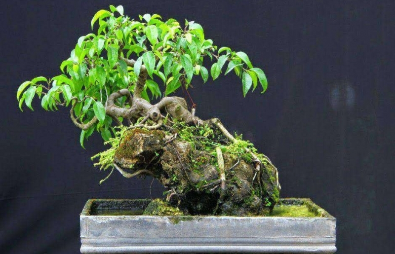 Đặt cây đúng chỗ, vận khí hanh thông: Gợi ý vị trí trồng cây sanh chuẩn phong thủy