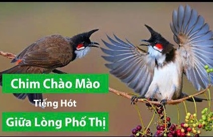 Bác sĩ Cao Tiến Hỷ: Nghệ nhân nuôi chim chào mào giữa lòng phố thị