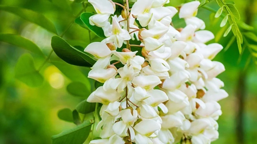 Người xưa thường trồng cây hoa hòe trước sân và bí ẩn phong thủy ít ai ngờ