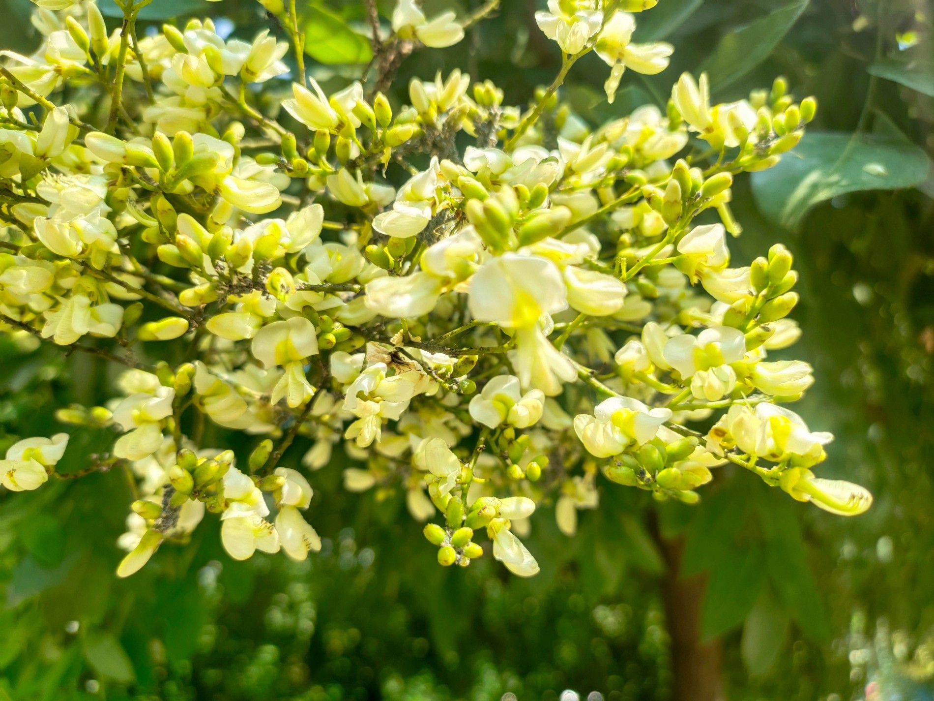 Người xưa thường trồng cây hoa hòe trước sân và bí ẩn phong thủy ít ai ngờ