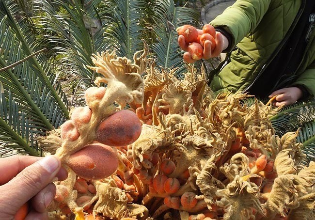 Loại quả hiếm 20 năm mới có một lần, nhiều người trả giá cao cũng không mua được