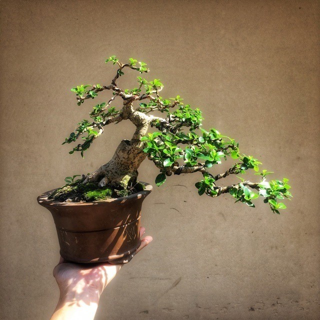 Sam hương bonsai: Kỳ mộc được giới chơi cây cảnh đẳng cấp săn lùng