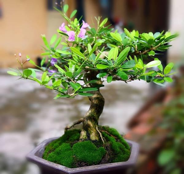 Sam hương bonsai: Kỳ mộc được giới chơi cây cảnh đẳng cấp săn lùng