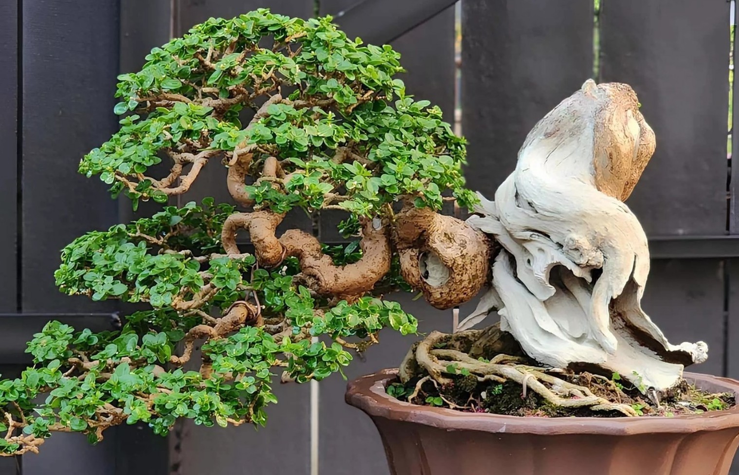 Sam hương bonsai: Kỳ mộc được giới chơi cây cảnh đẳng cấp săn lùng