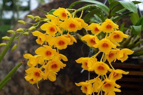 Lan thủy tiên: Nét kiêu sa giữa vũ khúc đại ngàn