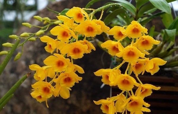 Lan thủy tiên: Nét kiêu sa giữa vũ khúc đại ngàn