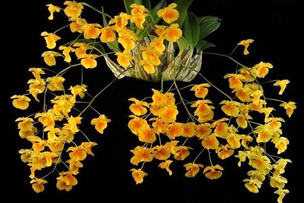 Lan thủy tiên: Nét kiêu sa giữa vũ khúc đại ngàn
